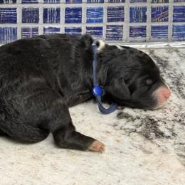 Jellybean - Black and white female Sheepadoodle puppy in Chesapeake, Virginia from Doodle-Cove