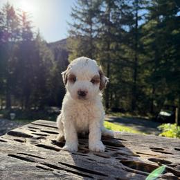 Marshmallow - Parti male Goldendoodle puppy in Roseburg, Oregon from Dbos Furry Friends