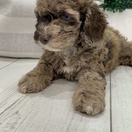 Cockapoo Puppies from Doodle Corner