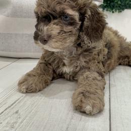 Cockapoo Puppies from Doodle Corner
