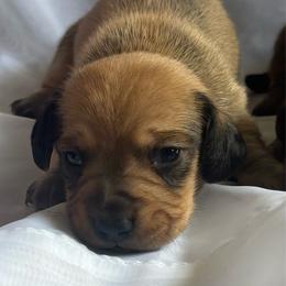 Buddy - Red male Dachshund puppy in Colonial Heights, Virginia from Mimi’s Doxies