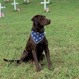 Labrador Retrievers from Snuffles-n-More Labrador's