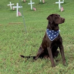 Labrador Retrievers from Snuffles-n-More Labrador's