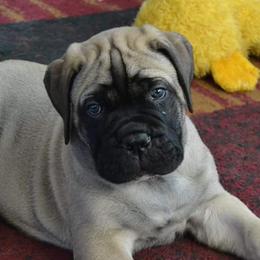 Bullmastiffs from Julia Hornshaw's Bullmastiffs
