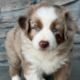 Teddy - Red merle male Miniature Australian Shepherd puppy in Cunningham, Tennessee from Copper Creek Aussies