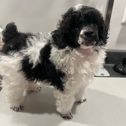 Parti male 1 - Parti male Poodle puppy in Clarksville, Tennessee from Bee Mine Poodles, Doodles and Pomeranians