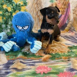Tulip - Black and tan female Miniature Pinscher puppy in Lancaster, Missouri from White Stone Ranch