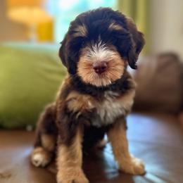 Black boy - Tri-color male Bernedoodle puppy in Valdese, North Carolina from Doodling All Day Goldendoodles
