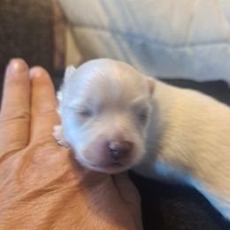Boy 1 - White male Pomeranian puppy in Lore City, Ohio from Tonia's Pomeranians