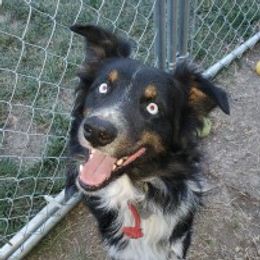 Ike - Australian Shepherd