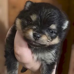 Girl 1 LG - Black and tan female Pomeranian puppy in Bloomingdale, New Jersey from Bella Luna Pomeranians