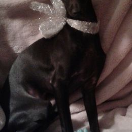 Italian Greyhound Puppies from Cave Canem Rex Italian Greyhounds