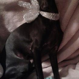 Italian Greyhound Puppies from Cave Canem Rex Italian Greyhounds