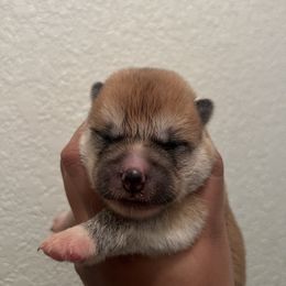 Girl 1 - Red female Japanese Akitainu puppy in Copperas Cove, Texas from Winmont Akitas