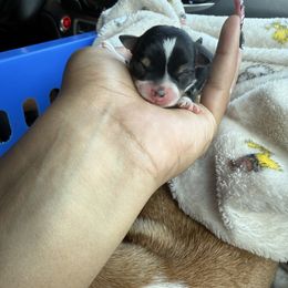 Black and tan girl - Black and tan female Chihuahua puppy in College Park, Georgia from Wicked Envy Chihuahuas