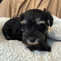 Boy 2 - Black and silver male Miniature Schnauzer puppy in Smyrna, Tennessee from Moore's Miniature Schnauzers