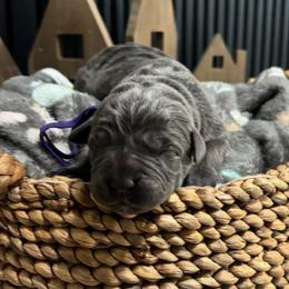 Girl 6 - Gray female Cane Corso puppy in Utah from 3Lake Kennelz