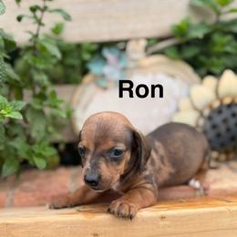 Ron - Dapple male Dachshund puppy in Deming, New Mexico from FoxieDoxies of New Mexico