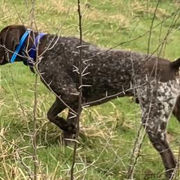 Britt - German Shorthaired Pointer