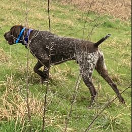 Britt - German Shorthaired Pointer