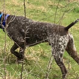 Britt - German Shorthaired Pointer