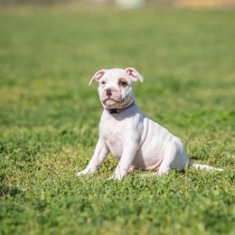 Zelda - White Staffordshire Bull Terrier puppy in College Station, Texas from Vivace Staffords