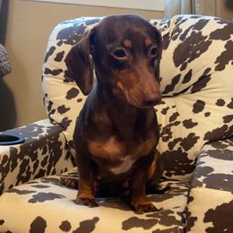 Missy - Dachshund