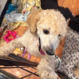 Dynasty (pick of the litter) red collar - Red  female Poodle puppy in Lebanon, Ohio from Lucky's Legacy
