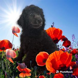 Poodle Puppies from Paddock's Purebred Poodles