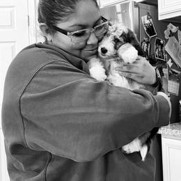 Bernedoodle Puppies from Dulcito Bernedoodles