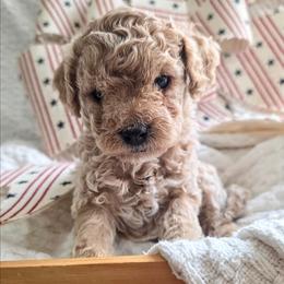 Lincoln - Sable male Cavapoo puppy in Gunnison, Utah from Curls and Camo Pups