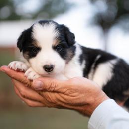 Tulle - Black and white female Border Collie puppy in Conway, Missouri from 2J 2K Border Collies | Maremma Sheepdogs