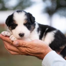 Tulle - Black and white female Border Collie puppy in Conway, Missouri from 2J 2K Border Collies | Maremma Sheepdogs