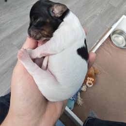 Circles - Piebald male Dachshund puppy in Vernonia, Oregon from Living Hope Dobies and Doxies