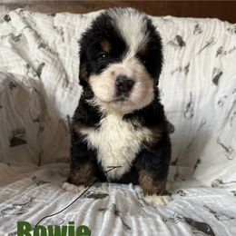 Green -Bowie - Tri-color male Bernese Mountain Dog puppy in Redlands, California from Country Feels Ranch