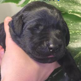 2nd pick black male - Black male Labrador Retriever puppy in Stafford Township, New Jersey from SommerLabs