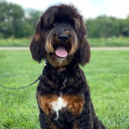 George - Goldendoodle