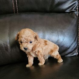 Tiny Tim - Red  male Poodle puppy in Mapleton, Utah from Caboodles Of Poodles