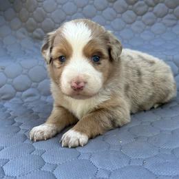 Reggie - Red merle male Miniature Australian Shepherd puppy in Lebanon, Oregon from Two Pines Mini Aussies