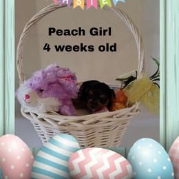 Shelby's peach girl - Black and tan female Yorkshire Terrier puppy in Inverness, Florida from Luvayorkie&more