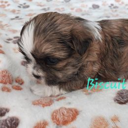Shichon and Shih Tzu Puppies from Angie’s Teddy Bear Puppies Minnesota