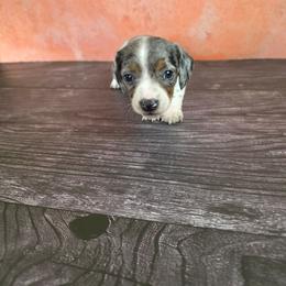 Girl 1 - Dapple female Dachshund puppy in Fallon, Nevada from Butterbean Dachshunds