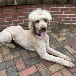 Poodles from The Poodle People