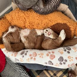 Duster - Apricot male Goldendoodle puppy in Henrico, Virginia from Paws 4 Doodles, LLC
