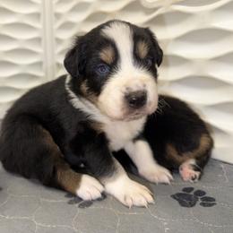 Nicholas - Black tri-color male Australian Shepherd puppy in Anniston, Alabama from All Hale Aussies