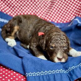 Red - Tri-color male Bernedoodle puppy in Hesperia, Michigan from Red Acres Poodles & Doodles