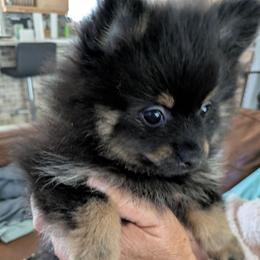 F - Black and tan parti male Pomeranian puppy in Cocoa, Florida from Pom Coast Pomeranians