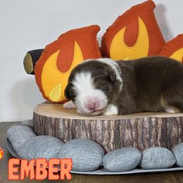 Australian Shepherd Puppies from Starlit Grove Australian Shepherds