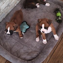 Boxer All Grown Up from Cerise's Boxers