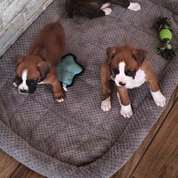 Boxer All Grown Up from Cerise's Boxers